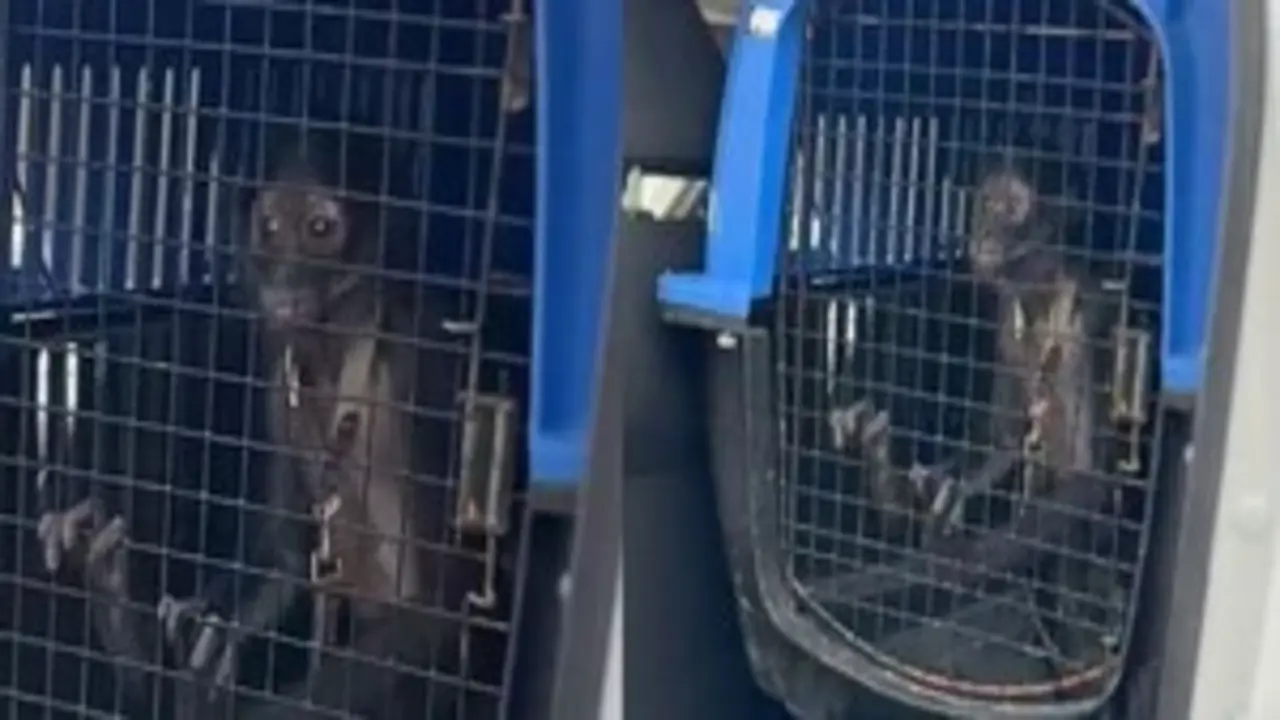 maltratoanimal; monterrey; monoarana; cautiverio; escobedo; nuevoleon